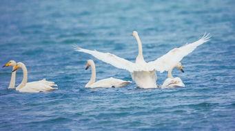 天鹅恋,永恒的爱情传说